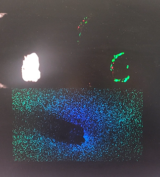Kinect to Opticla to particles interaction <a href='https://vimeo.com/manage/1181615507/general' target='_blank'><p>Video Link</p></a>